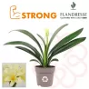 Klivija citrininė geltona - Clivia miniata var. citrina Yellow Star
