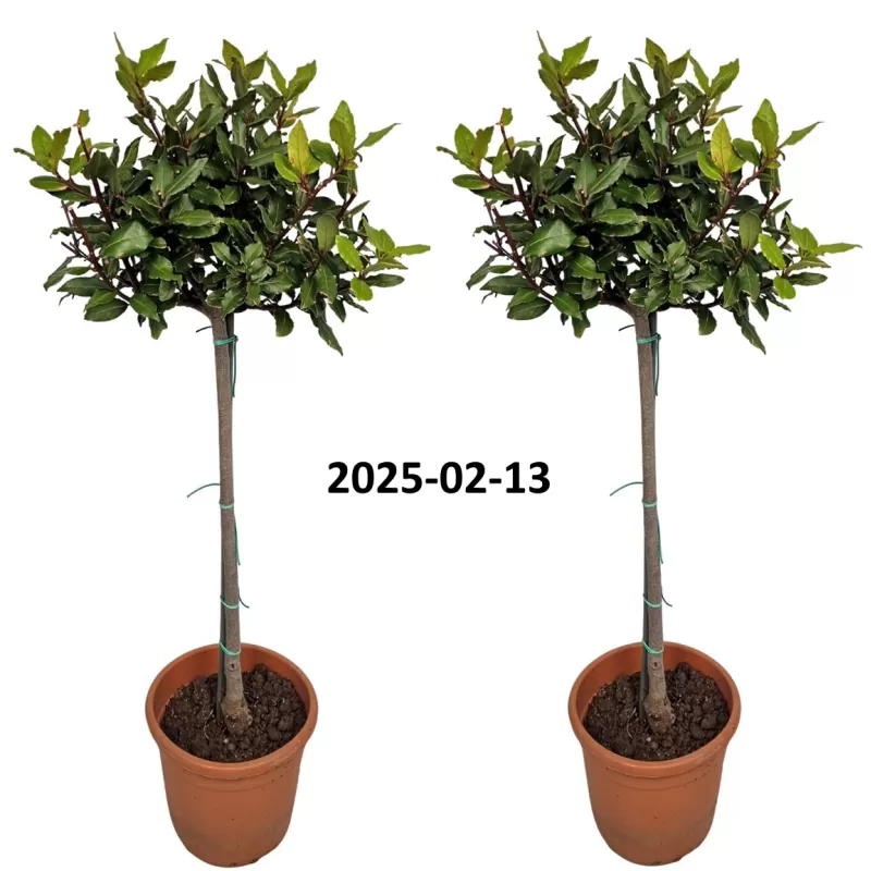 Kilnusis lauramedis su pristatymu į namus