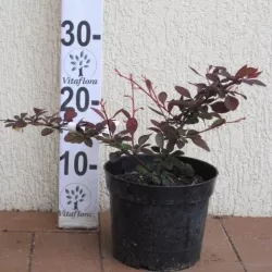 Tunbergo raugerškis - Berberis thunbergii Rose GlowP12x12/C2 20-30CM