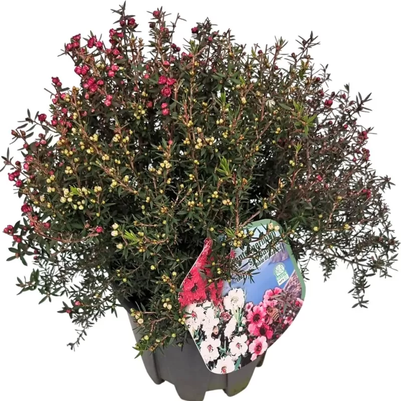 E-medelynas internete: vaismedžiai ir vaiskrūmiai