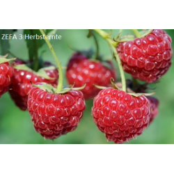 Paprastoji avietė - Rubus idaeus Zeva (Zefa 3 Herbsternte,...