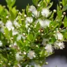 Mirta - Myrtus communis
