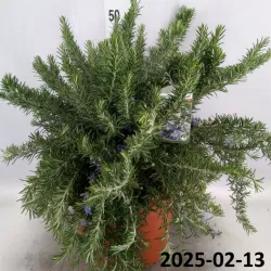 Kvapusis rozmarinas - Rosmarinus officinalis PROSTRATUS