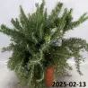 Rosmarinus officinalis PROSTRATUS