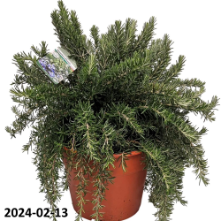 Rosmarinus officinalis PROSTRATUS