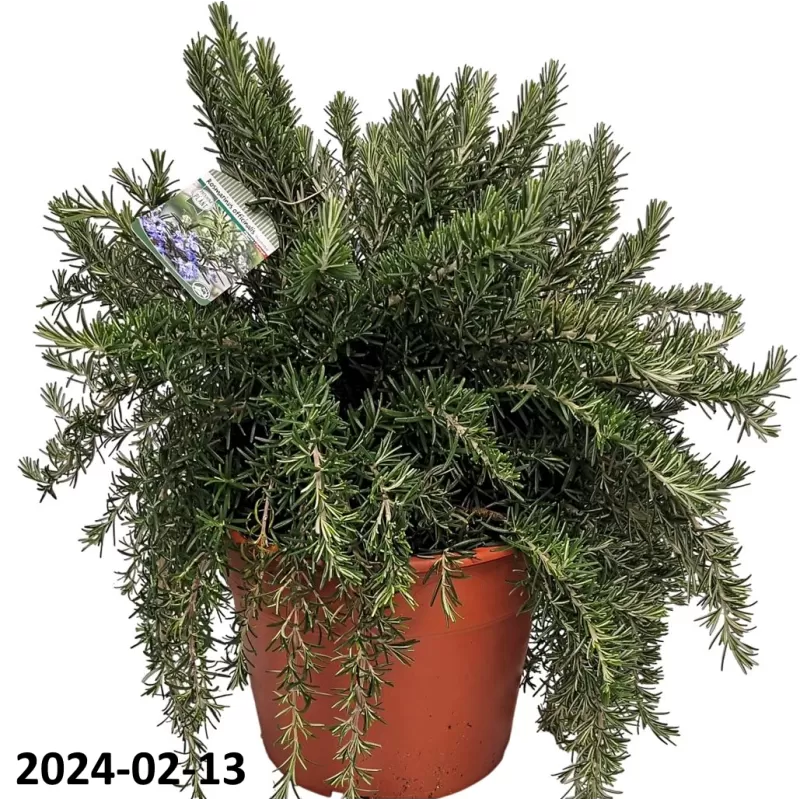 Rosmarinus officinalis PROSTRATUS