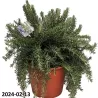 Rosmarinus officinalis PROSTRATUS