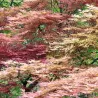 Acer palmatum PHOENIX