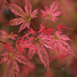 Plaštakinis klevas - Acer palmatum PHOENIX