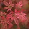 Acer palmatum PHOENIX