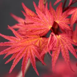 Acer palmatum PHOENIX