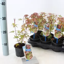 Plaštakinis klevas - Acer palmatum PHOENIX