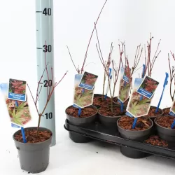 Acer palmatum PHOENIX