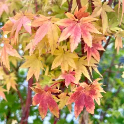Acer palmatum SANGO-KAKU
