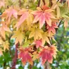Acer palmatum SANGO-KAKU