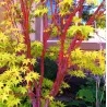 Plaštakinis klevas - Acer palmatum SANGO-KAKU