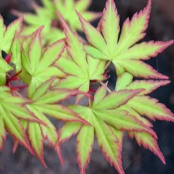 Acer palmatum SANGO-KAKU