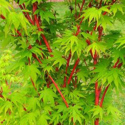 Plaštakinis klevas - Acer palmatum SANGO-KAKU