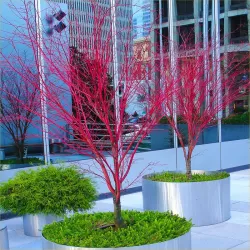 Acer palmatum SANGO-KAKU