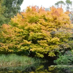 Acer palmatum SANGO-KAKU