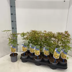 Acer palmatum SANGO-KAKU