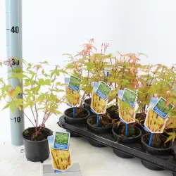 Acer palmatum SANGO-KAKU