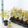 Acer palmatum SANGO-KAKU