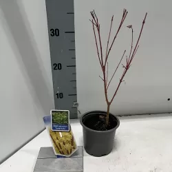 Acer palmatum SANGO-KAKU