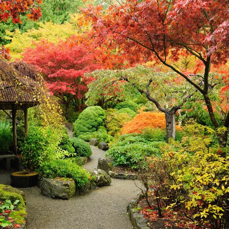 Japanese maple collection (May delivery only)