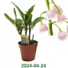 Paprastoji pakalnutė - Convallaria majalis ROSEA