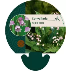 Paprastoji pakalnutė - Convallaria majalis ROSEA
