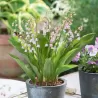 Paprastoji pakalnutė - Convallaria majalis ROSEA