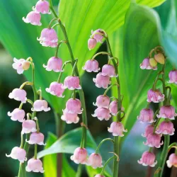 Paprastoji pakalnutė - Convallaria majalis ROSEA