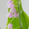 Convallaria majalis ROSEA