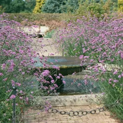 Užsisakyk augalus pavasariui jau dabar