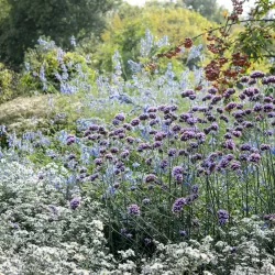 Užsisakyk augalus pavasariui jau dabar