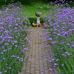 Užsisakyk augalus pavasariui jau dabar