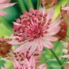 Astrantia major PINK PRIDE