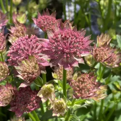 Astrantija - Astrantia major PINK PRIDE