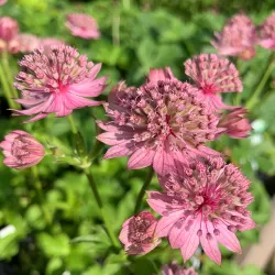 Astrantia major PINK PRIDE