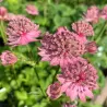 Astrantia major PINK PRIDE