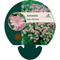 Astrantia major PINK PRIDE
