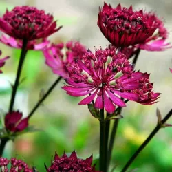 Astrantia major PRIMADONNA