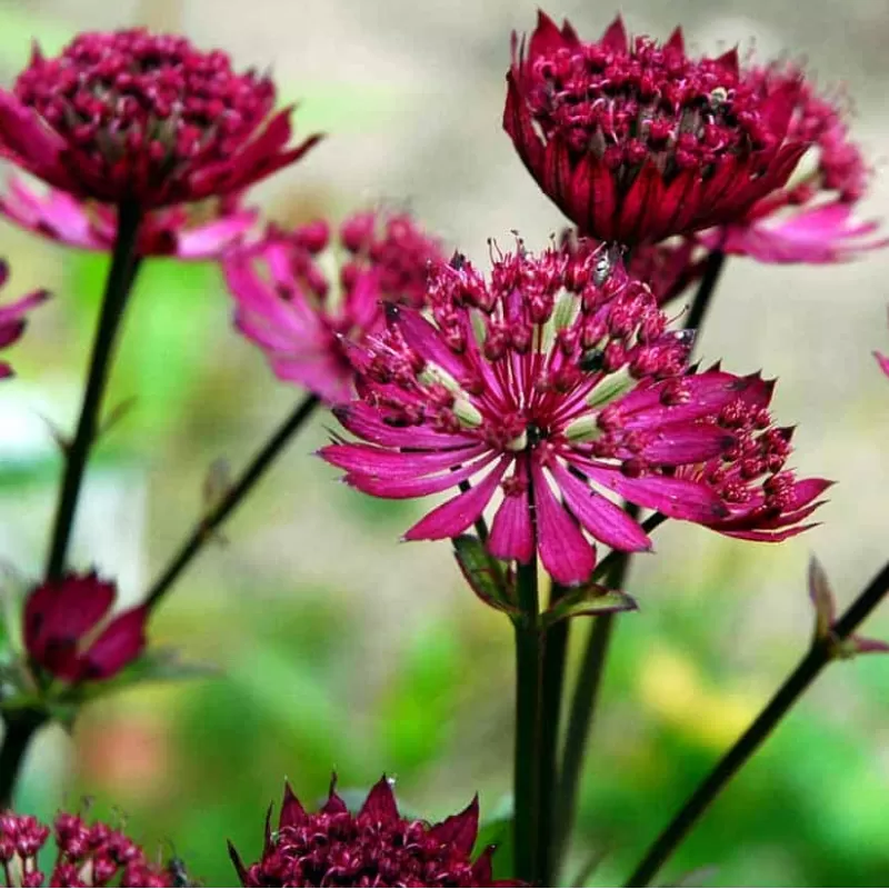 Astrantia major PRIMADONNA