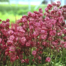 Astrantija - Astrantia major PRIMADONNA