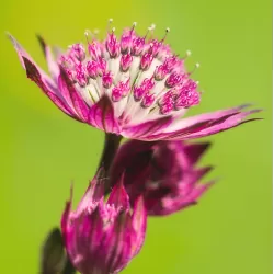 Astrantia major PRIMADONNA