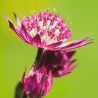 Astrantija - Astrantia major PRIMADONNA