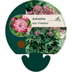 Astrantija - Astrantia major PRIMADONNA