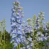 Pentinius - Delphinium x belladonna CLIVEDEN BEAUTY
