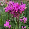 Tikroji dvylikadeivė - Dodecatheon meadia
